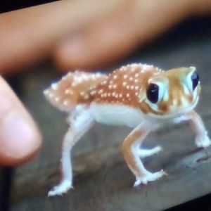 Meet your Posher, Paula